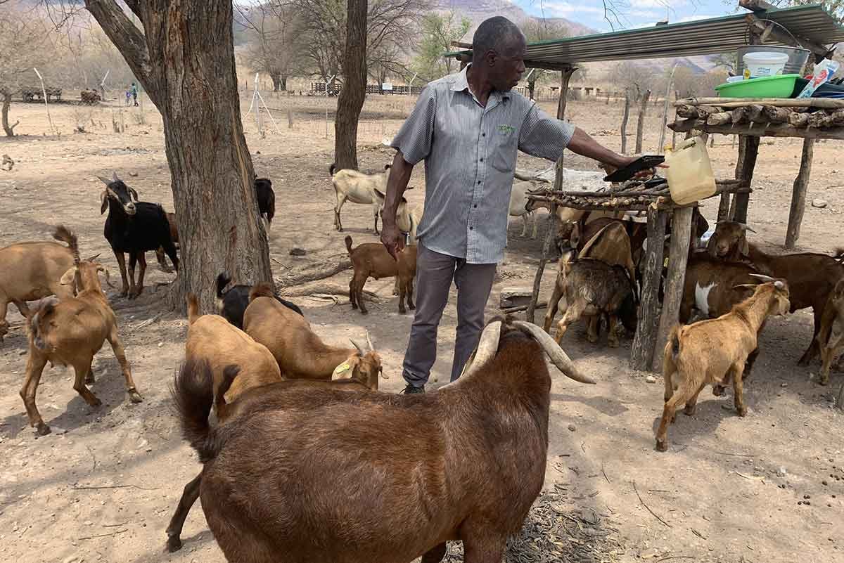 Mucheni improved goat breeding and livelihoods programme