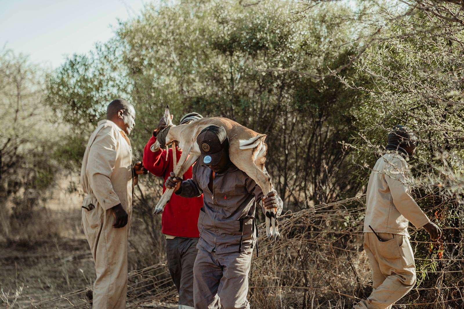 Field team carrying a goat during animal health and livelihoods work