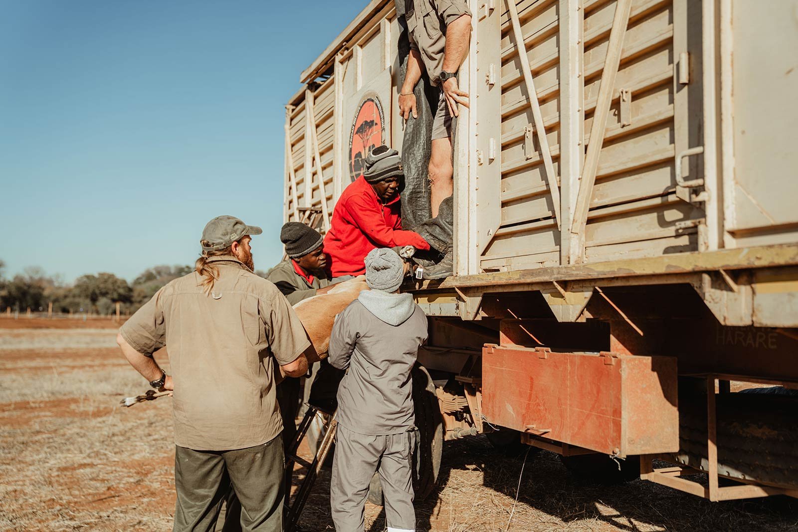 Field team loading livestock transport equipment