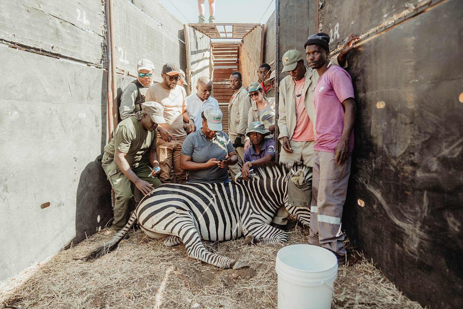 Zebra translocation and wildlife handling in Mucheni