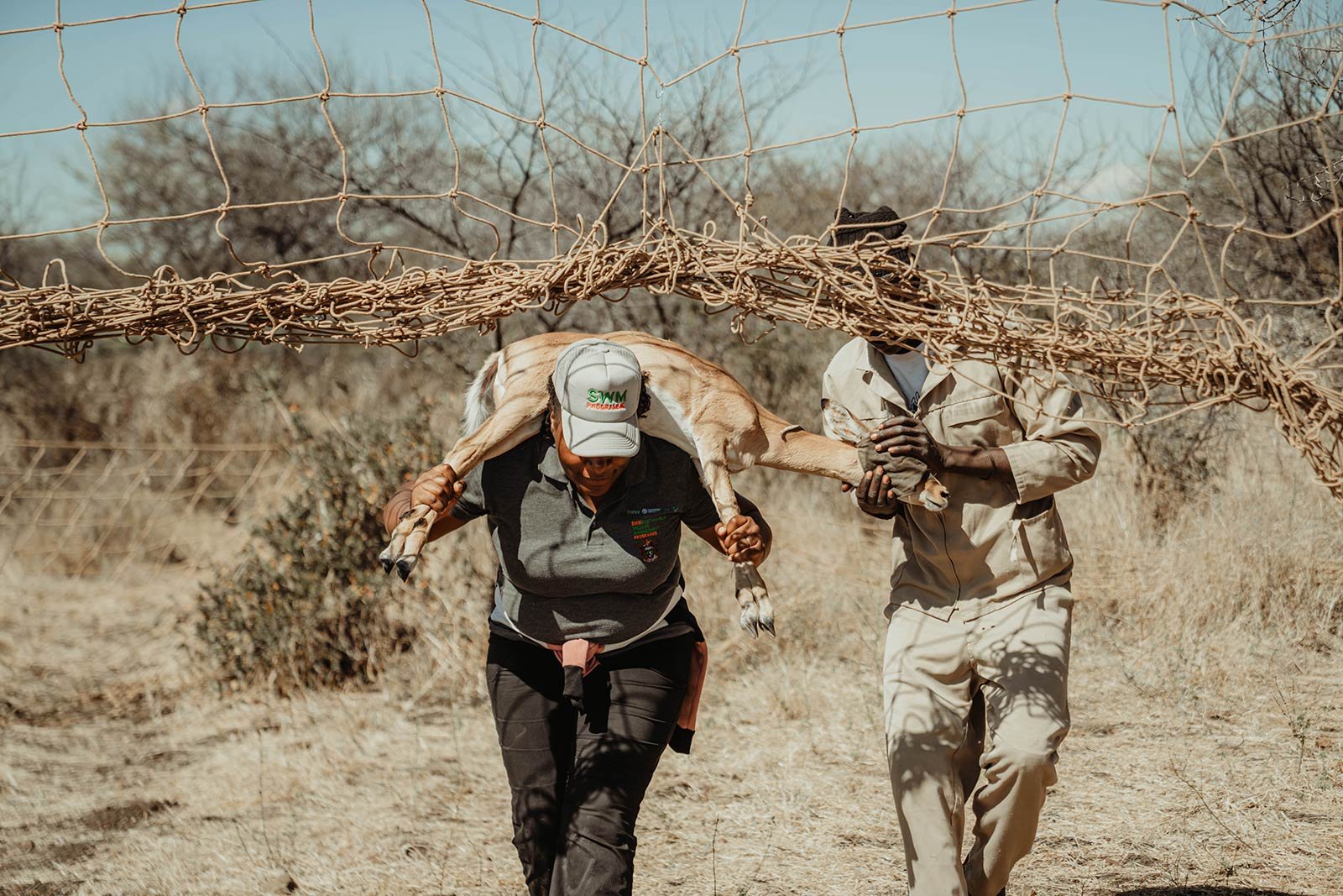 Field team transporting livestock beneath community fencing