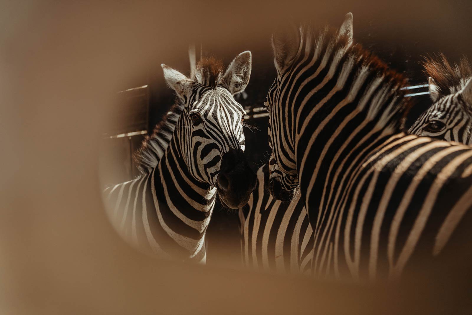 Mucheni Community Conservancy field image 3