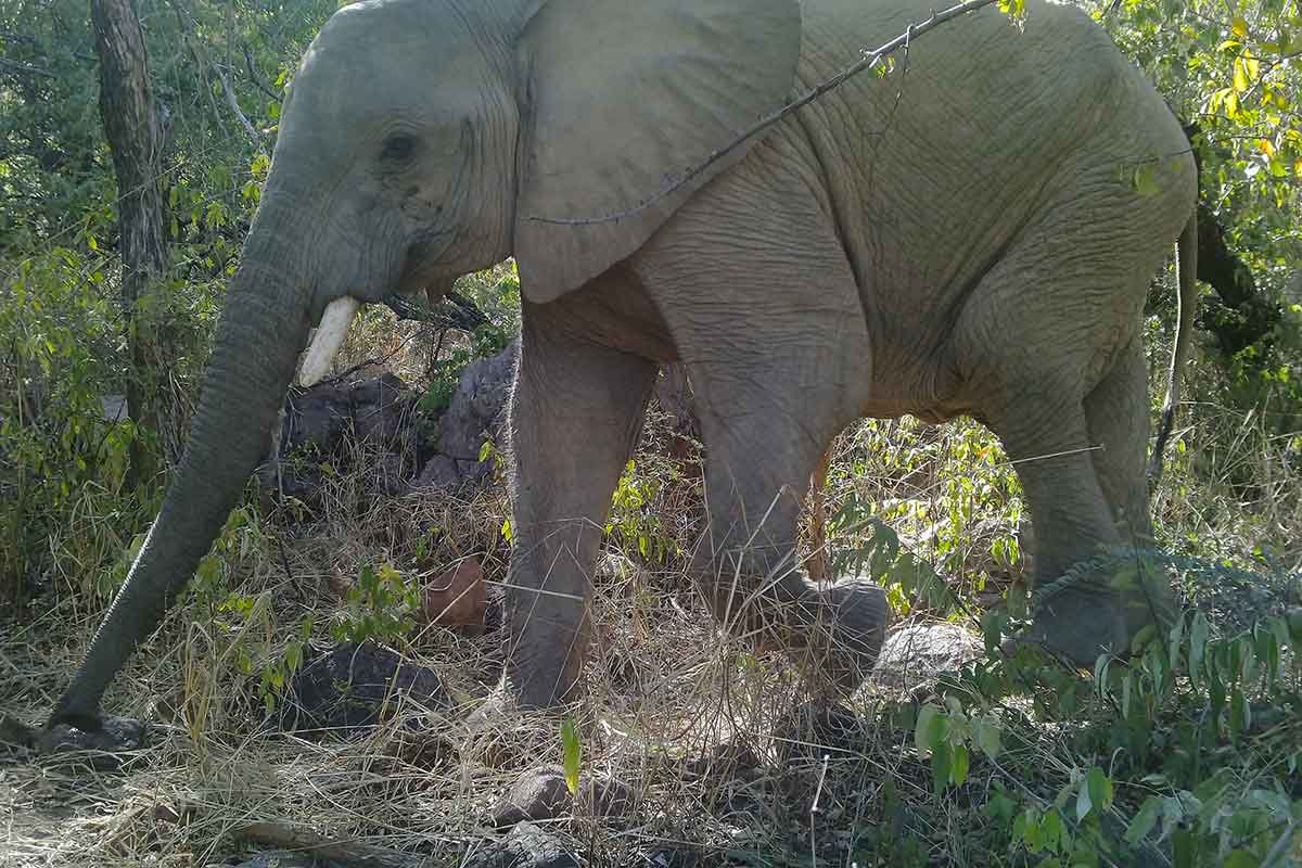 Mucheni Community Conservancy field image 4